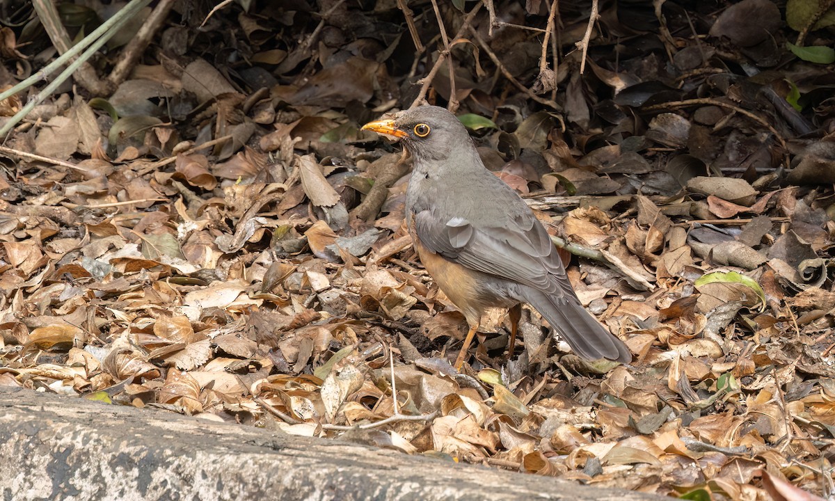 Abyssinian Thrush - ML637815622