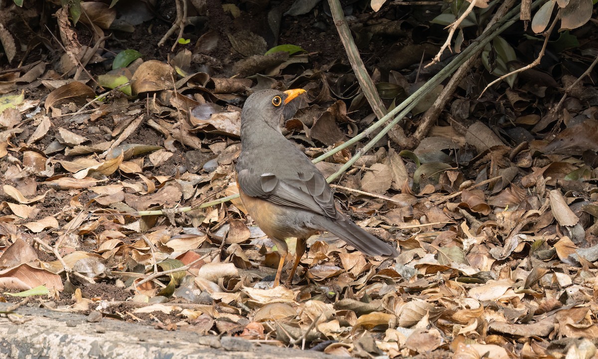 Abyssinian Thrush - ML637815623