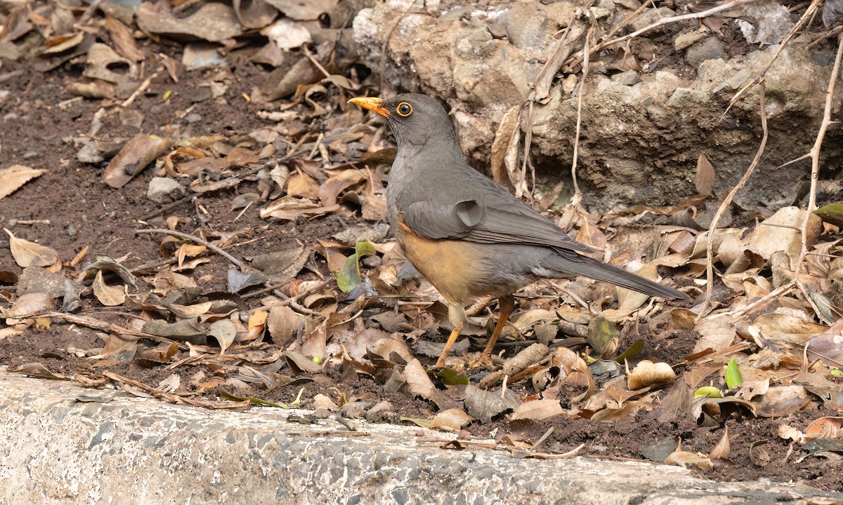 Abyssinian Thrush - ML637815624