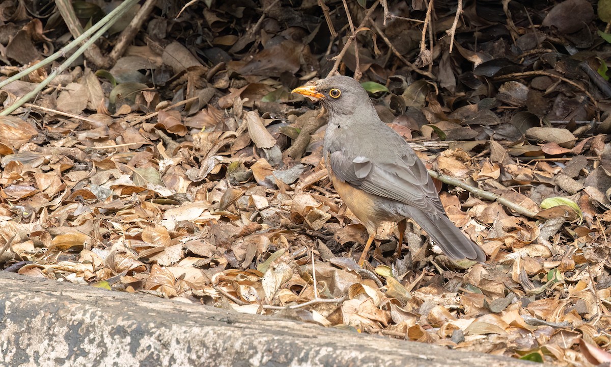 Abyssinian Thrush - ML637815625