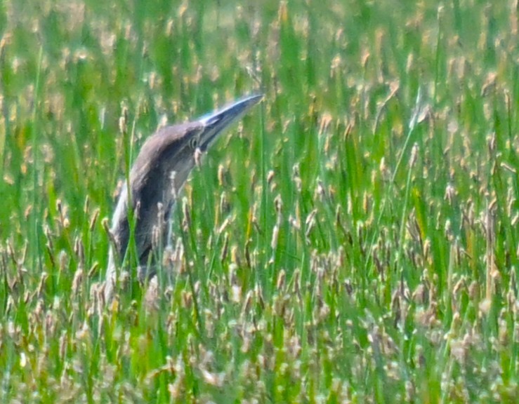 American Bittern - ML637815645