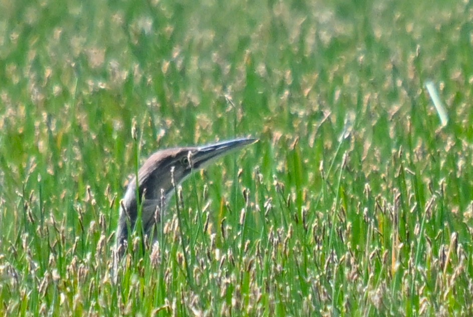 American Bittern - ML637815650