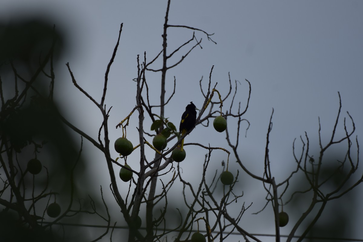 Yellow-winged Cacique - ML637815678