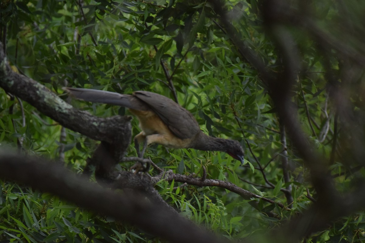 West Mexican Chachalaca - ML637815684