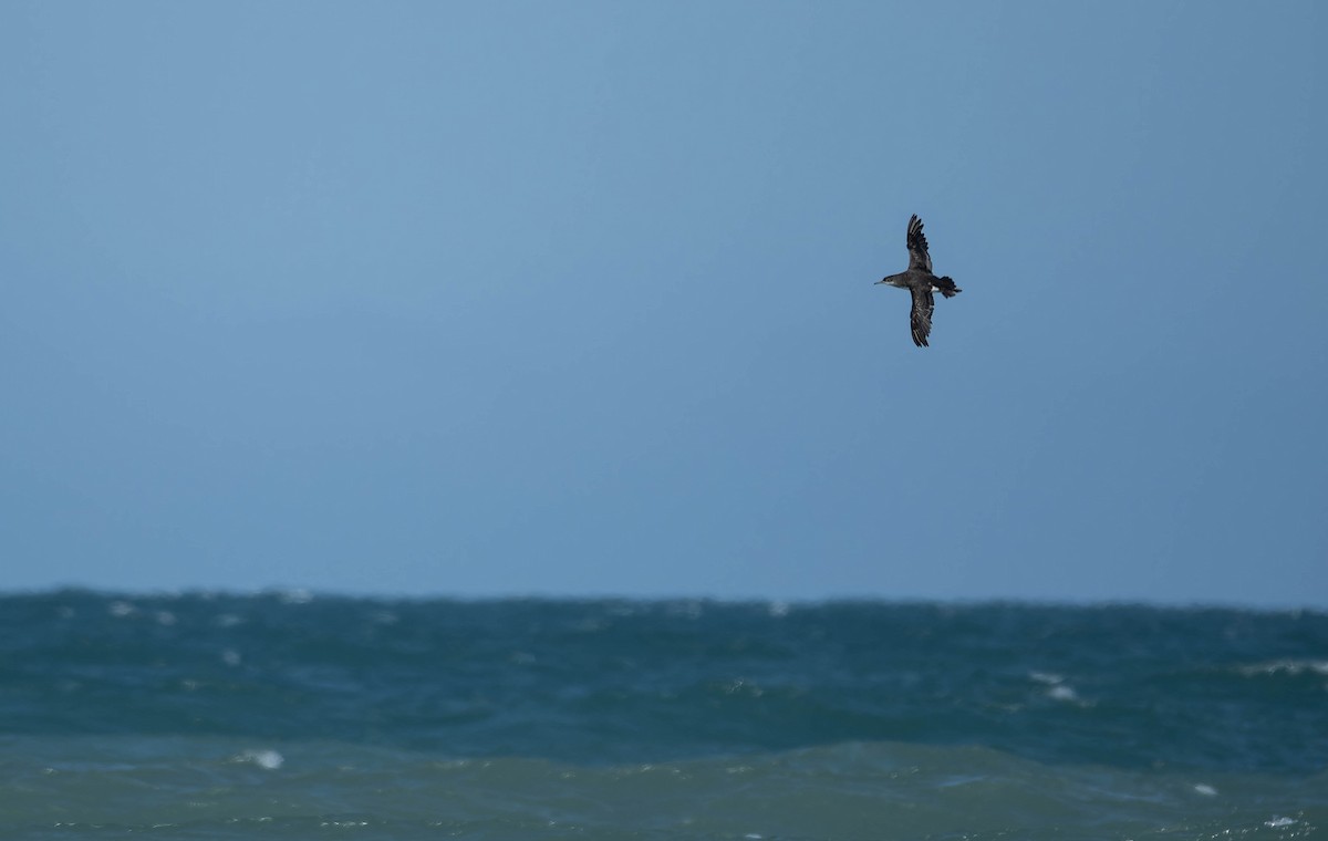 Hutton's Shearwater - ML637815689