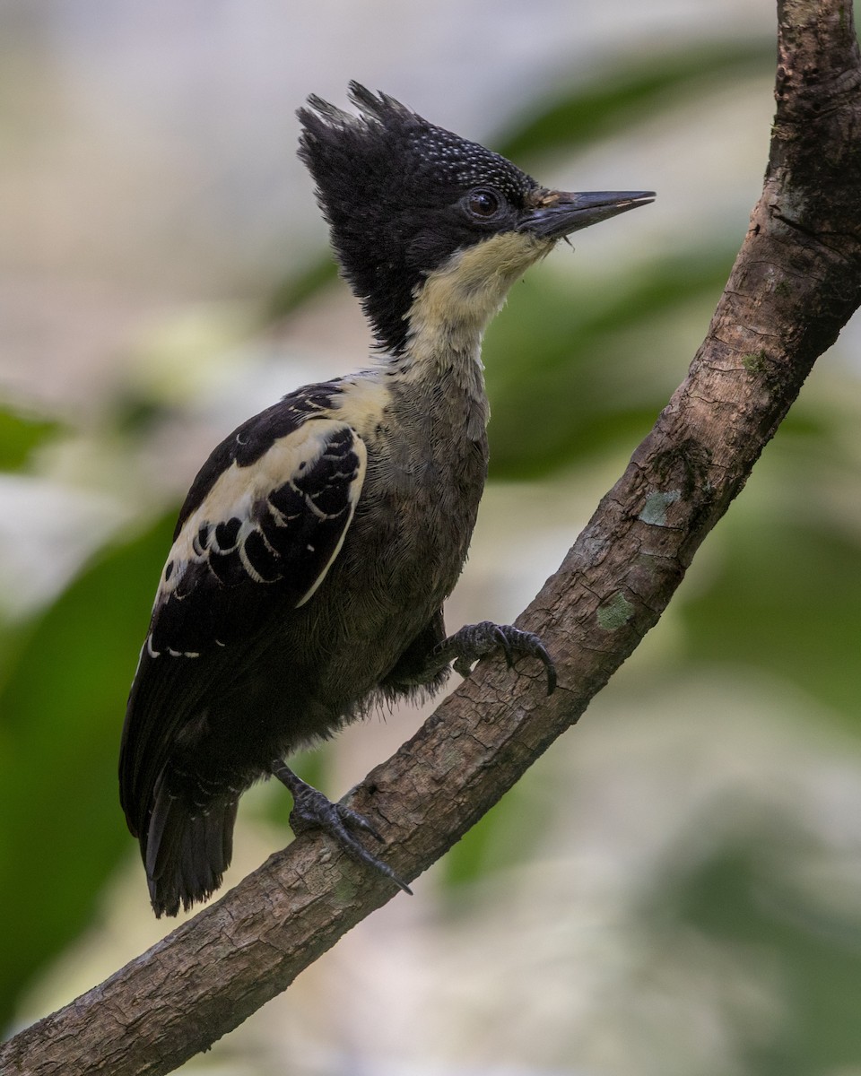 Heart-spotted Woodpecker - ML637815692