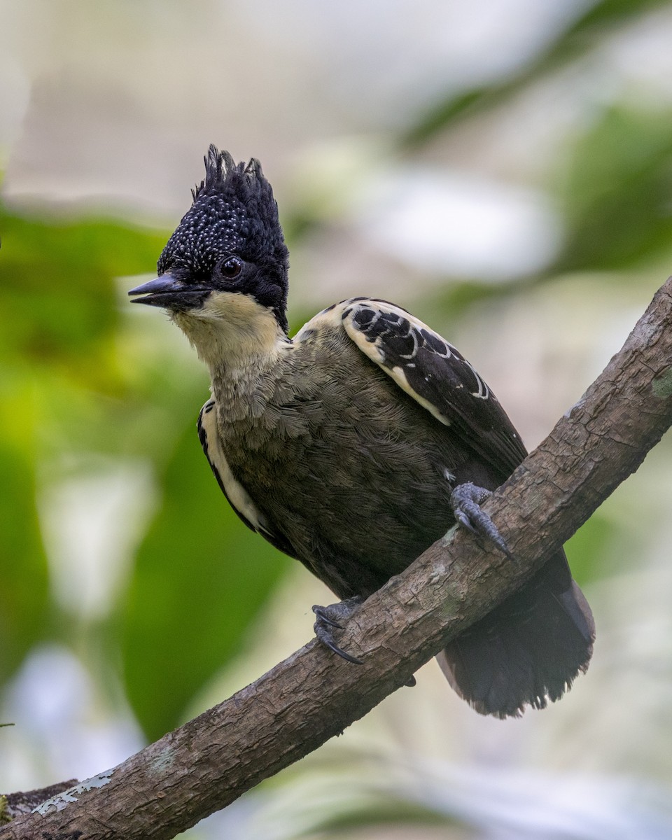 Heart-spotted Woodpecker - ML637815693