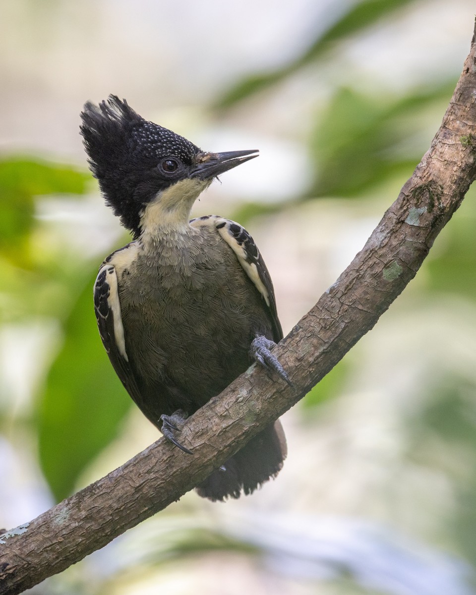 Heart-spotted Woodpecker - ML637815696