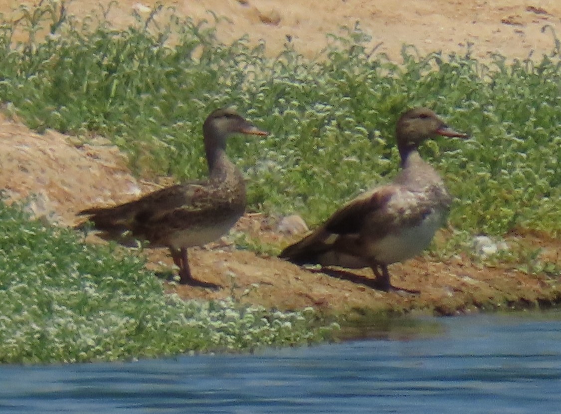 anatidé sp. (canard barboteur sp.) - ML637815722