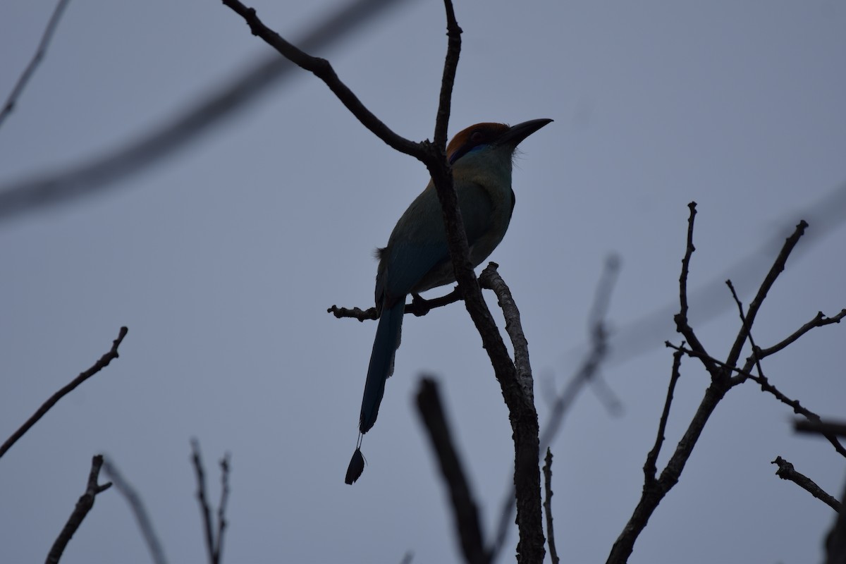 Russet-crowned Motmot - ML637815729