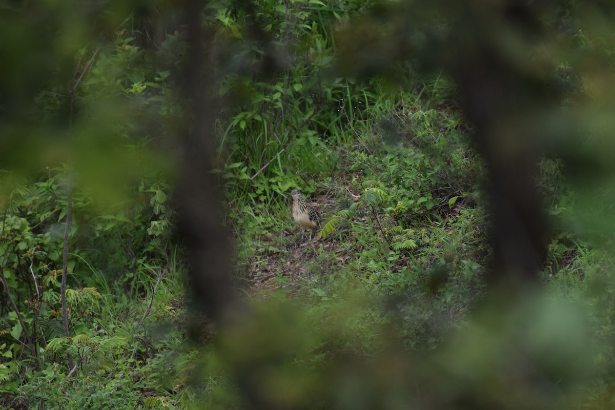 Lesser Roadrunner - ML637815731