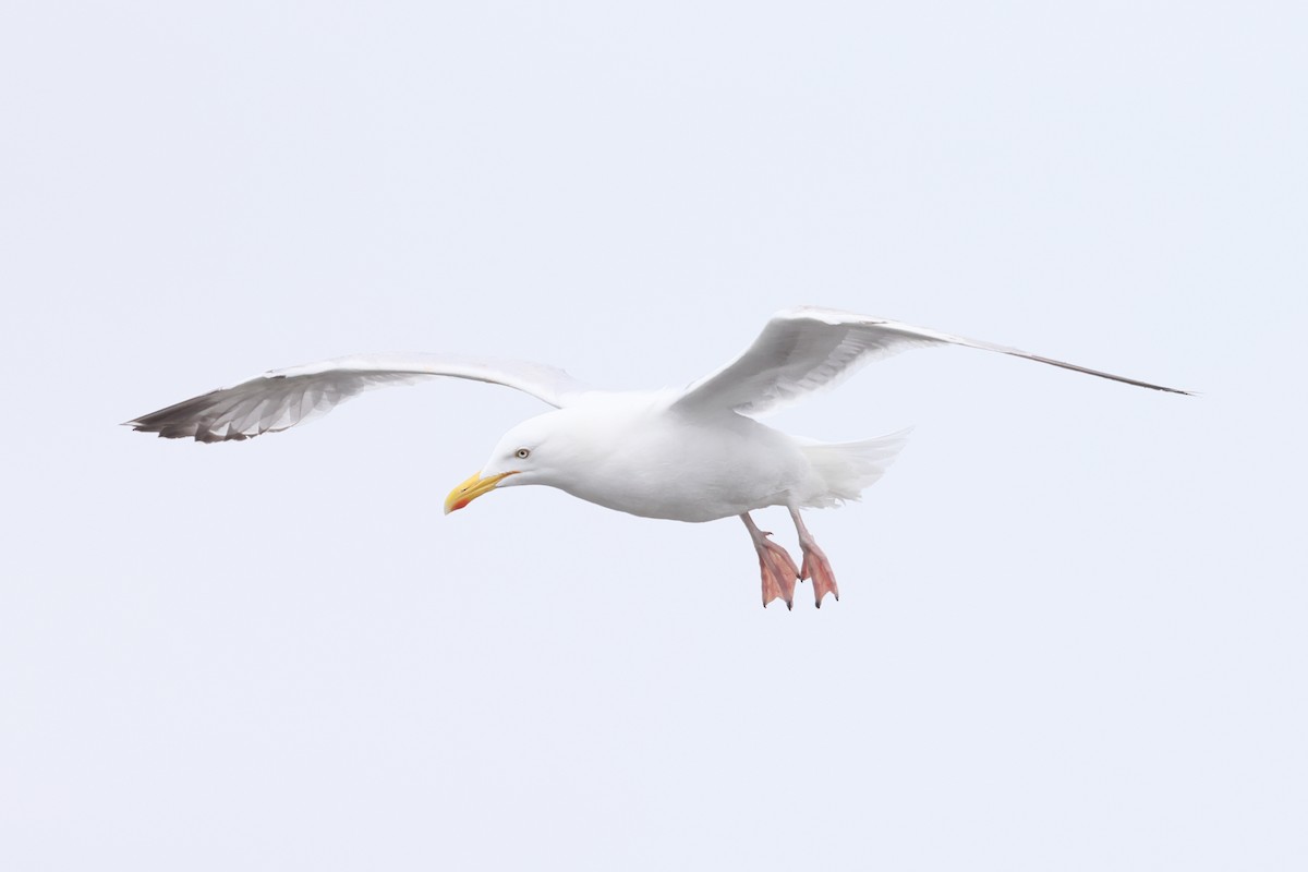European Herring Gull - ML637815773