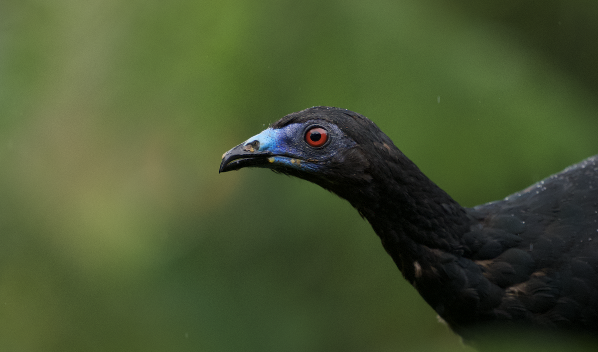 Black Guan - ML637815813
