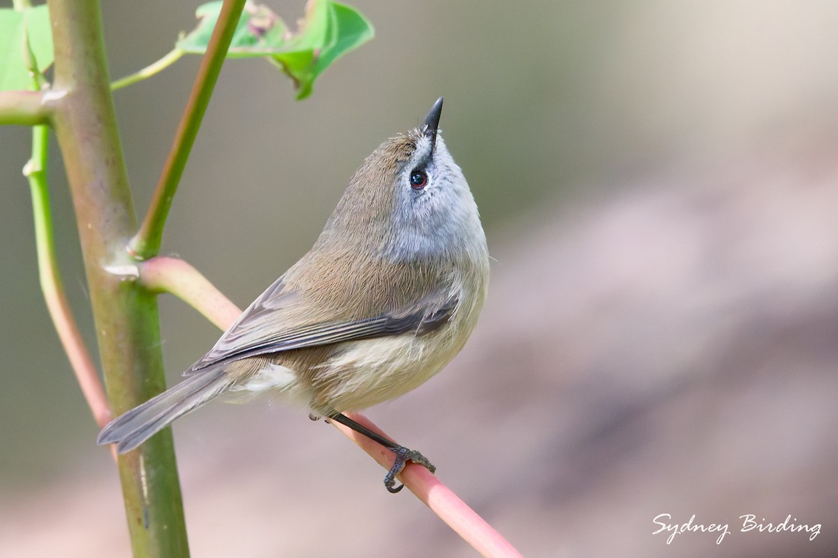 Brown Gerygone - ML637815814