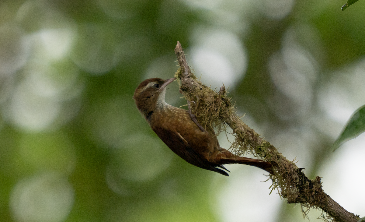Ruddy Treerunner - ML637815822