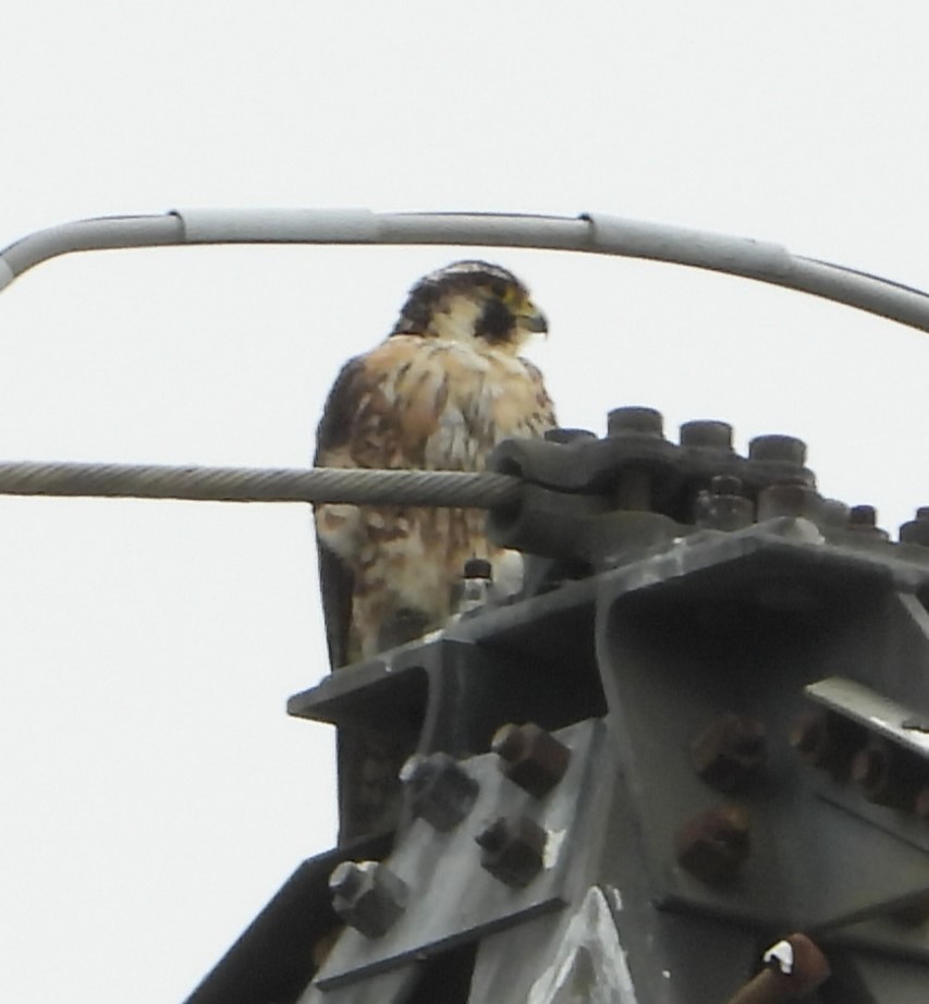 Эгэл шонхор - ML637815837