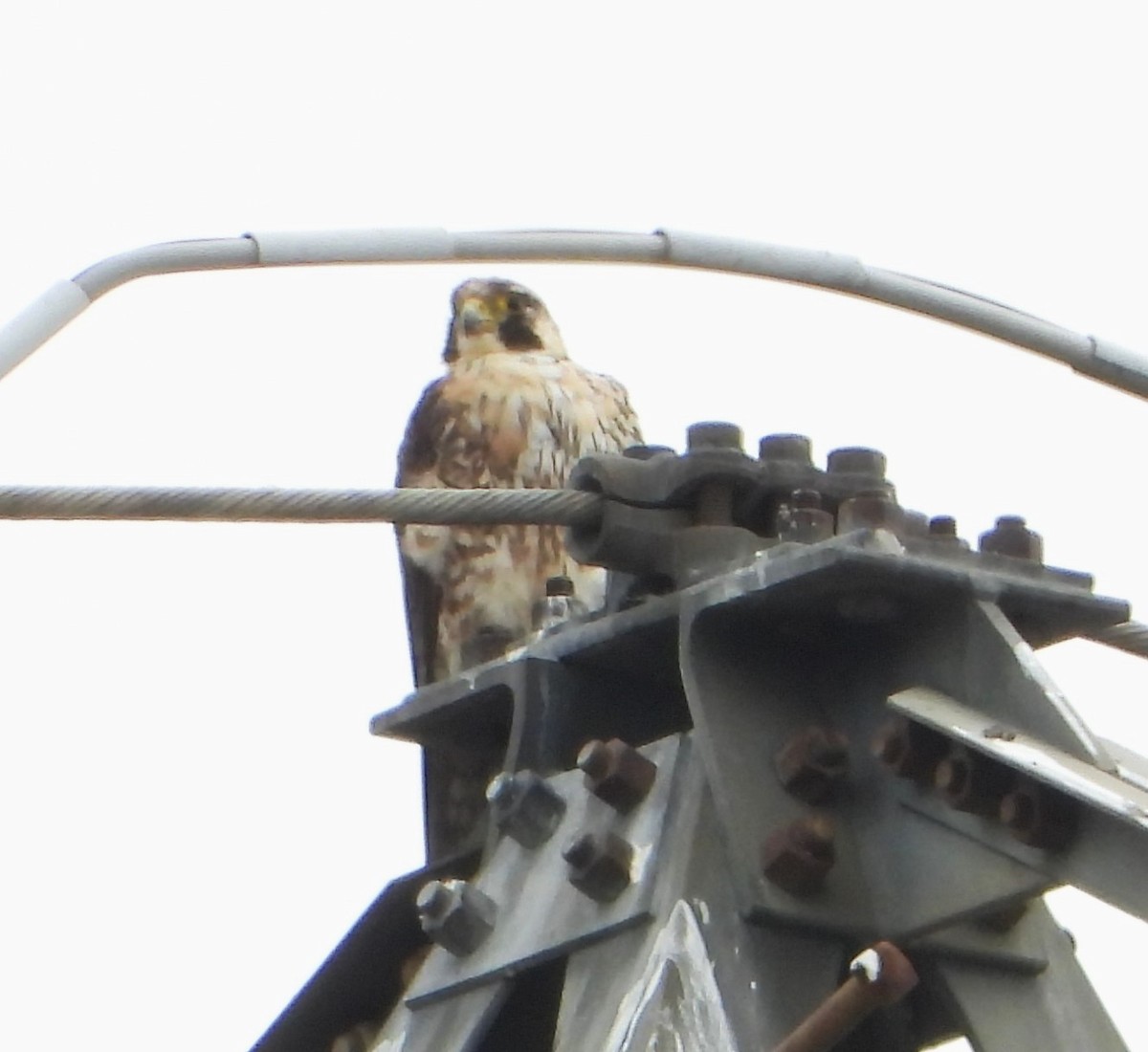 Эгэл шонхор - ML637815844