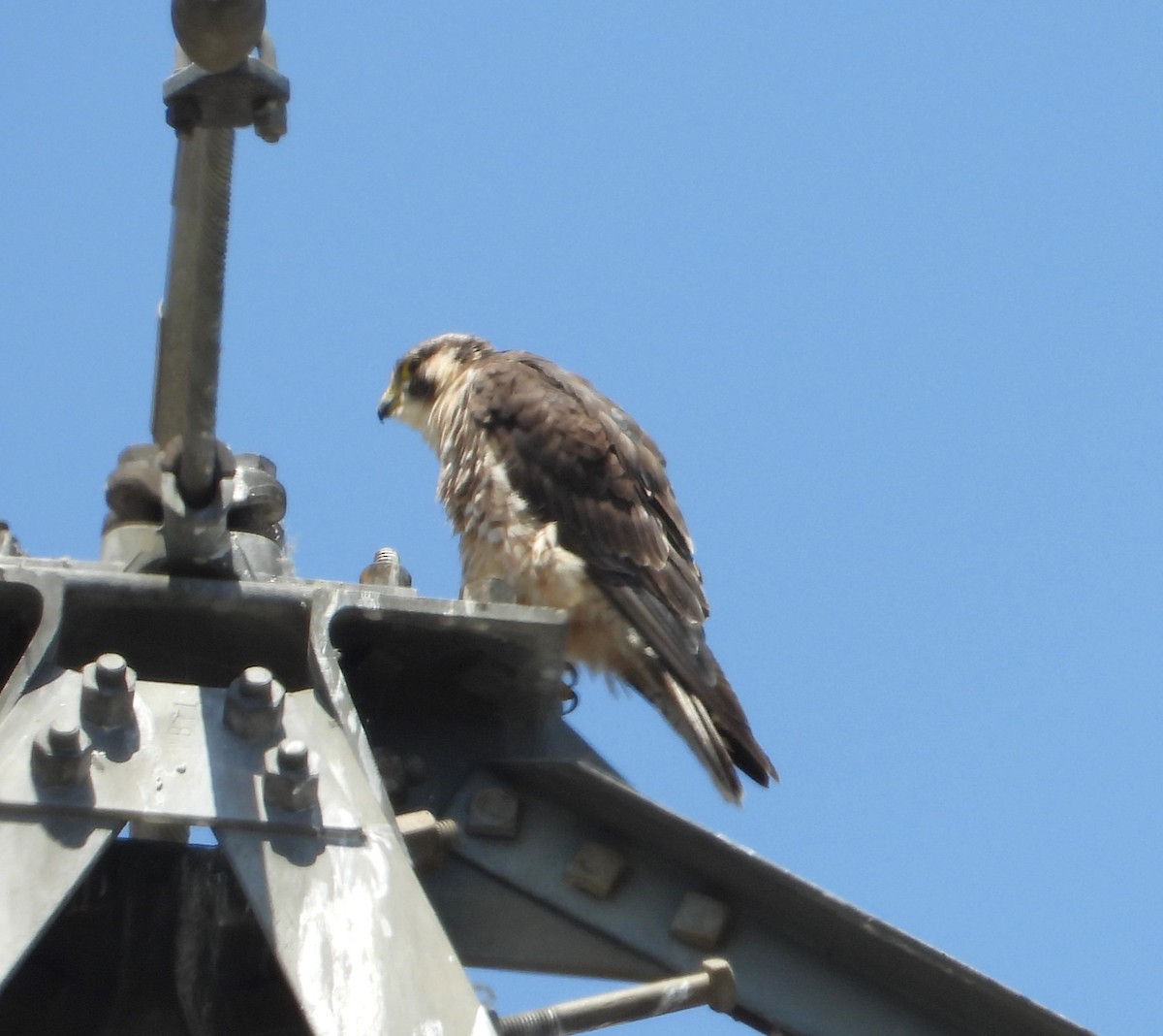 Эгэл шонхор - ML637815850