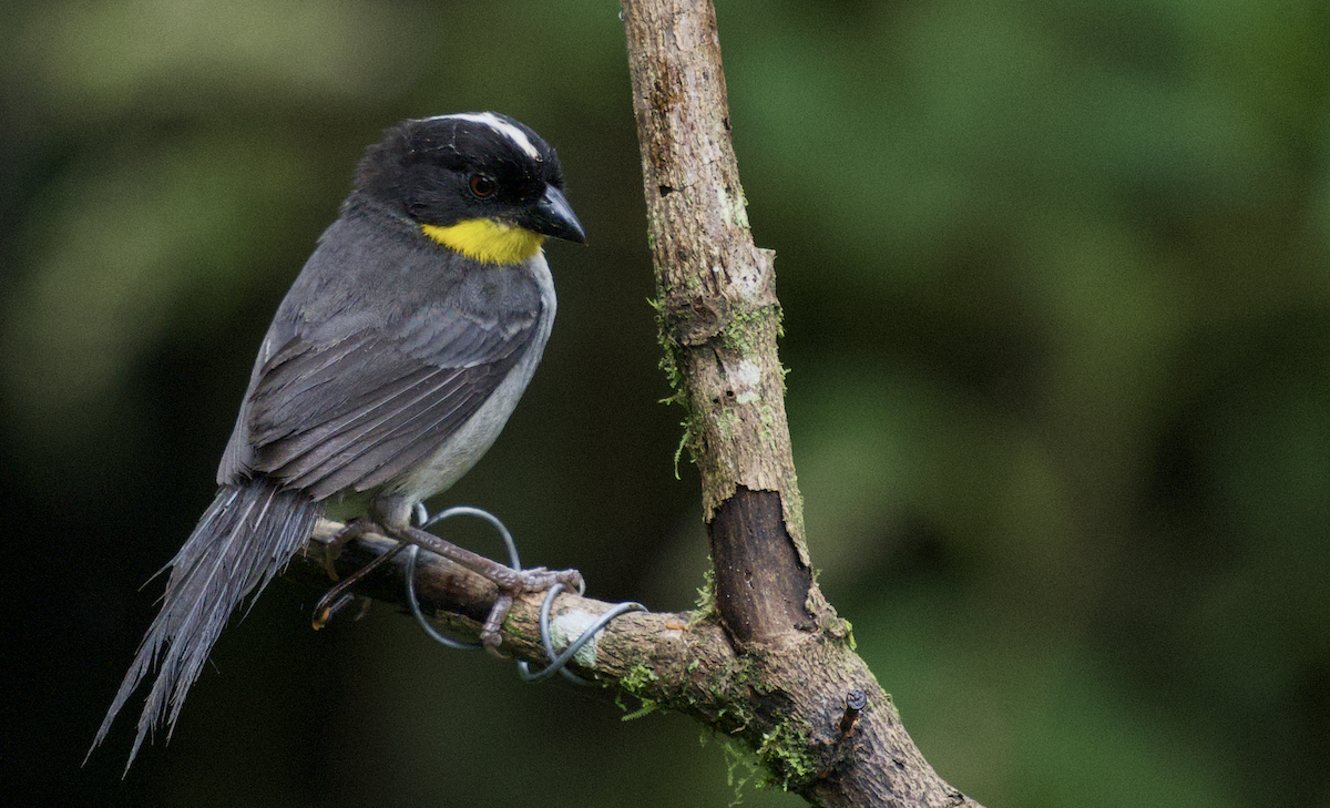 White-naped Brushfinch - ML637815851