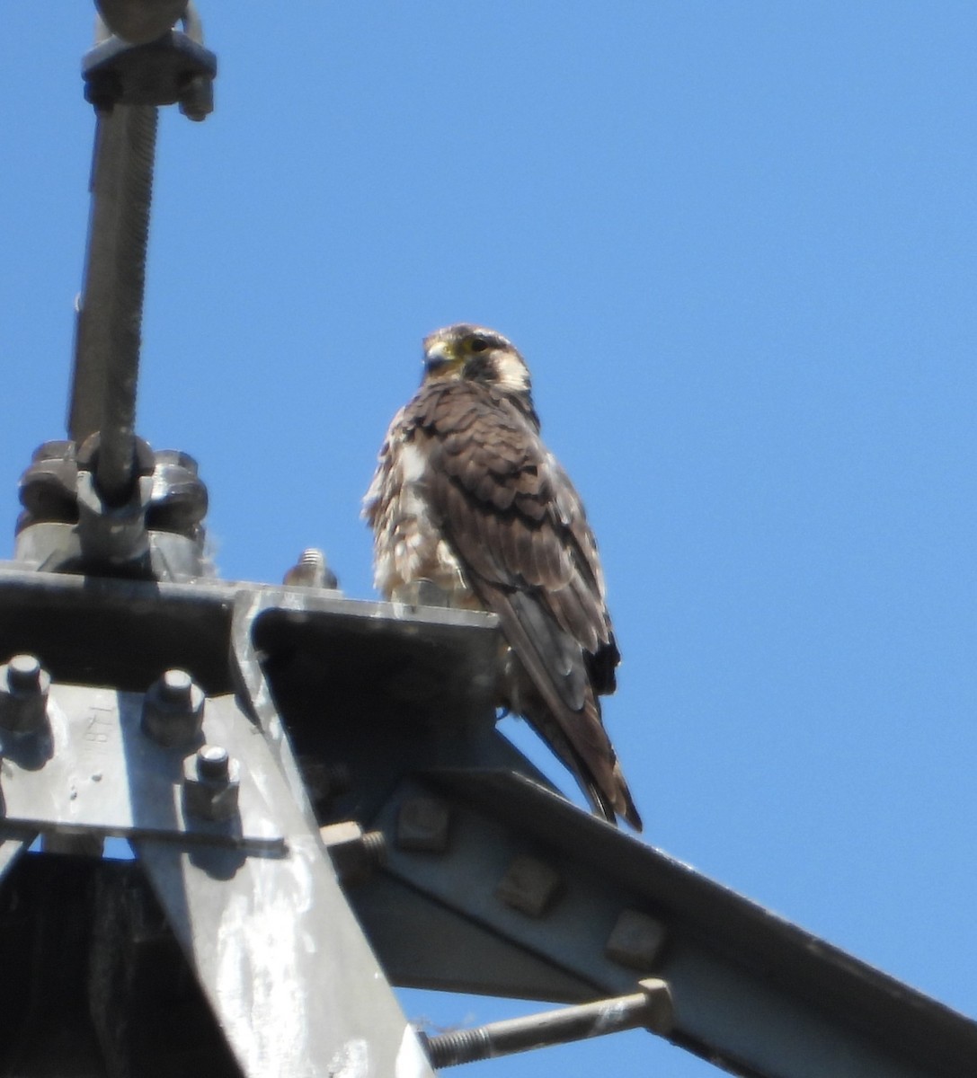 Эгэл шонхор - ML637815858