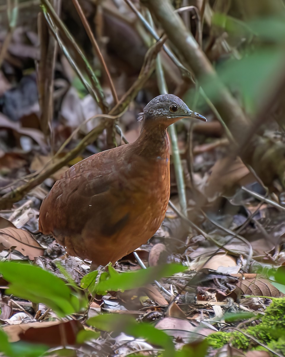 Little Tinamou - ML637815883