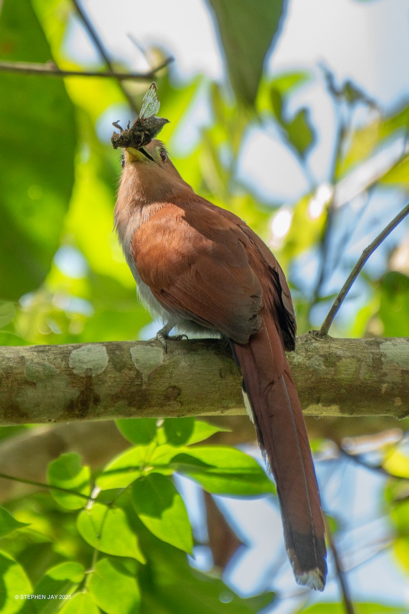 Common Squirrel-Cuckoo - ML637815900