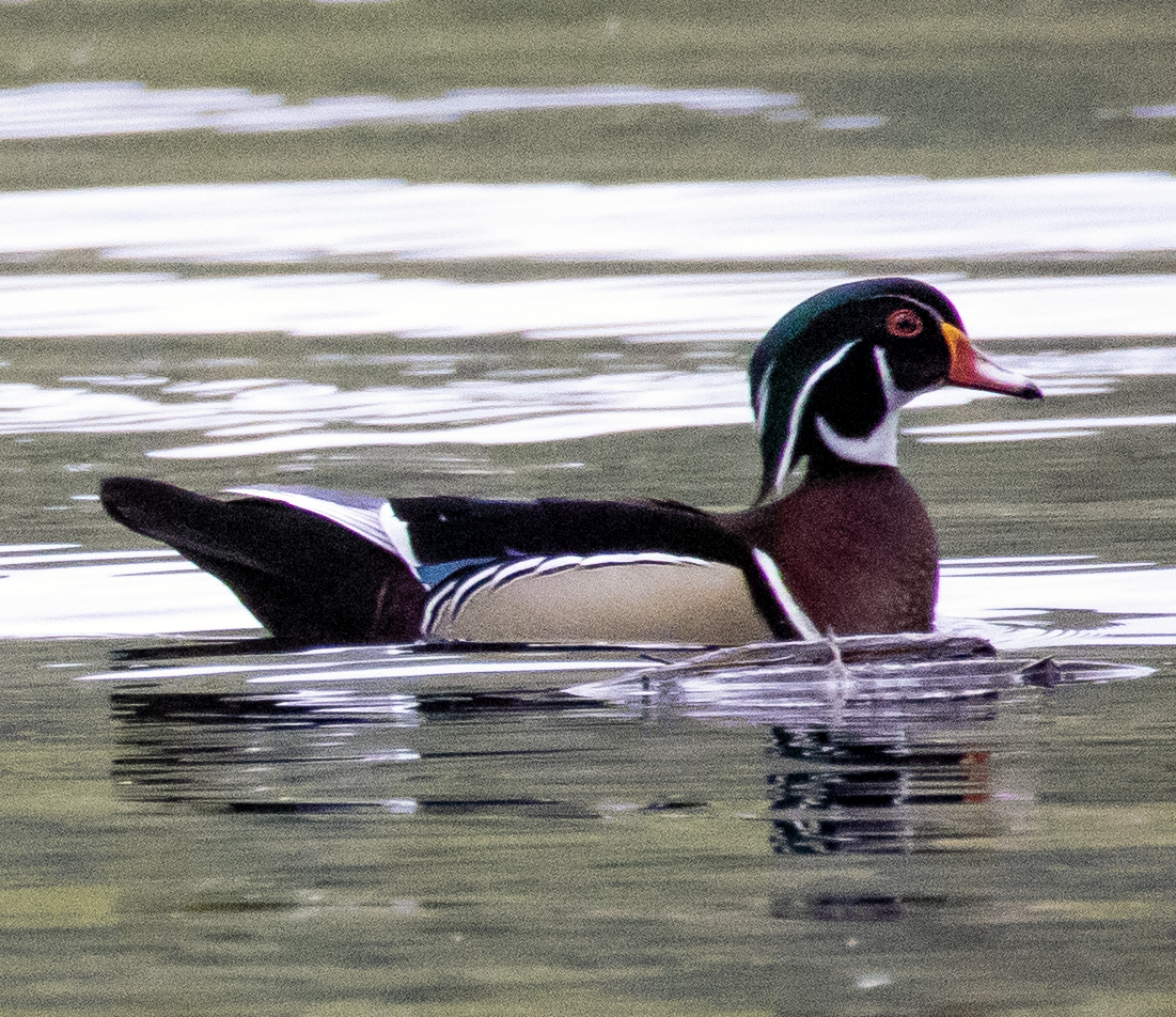 Wood Duck - ML637815907