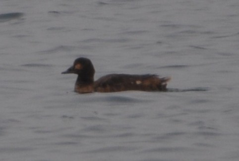White-winged Scoter - ML637815988