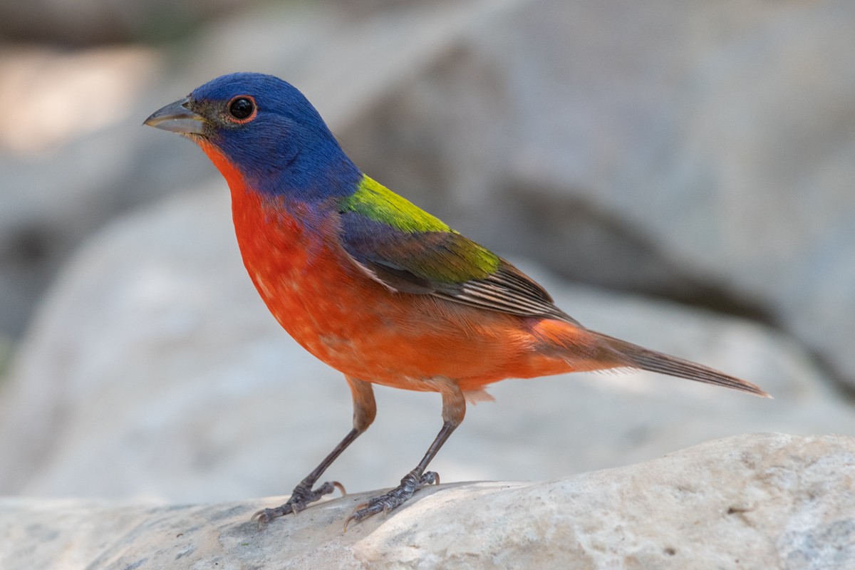 Painted Bunting - ML637815994