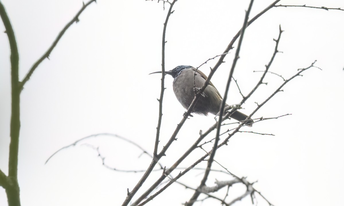 Green-headed Sunbird - ML637816018