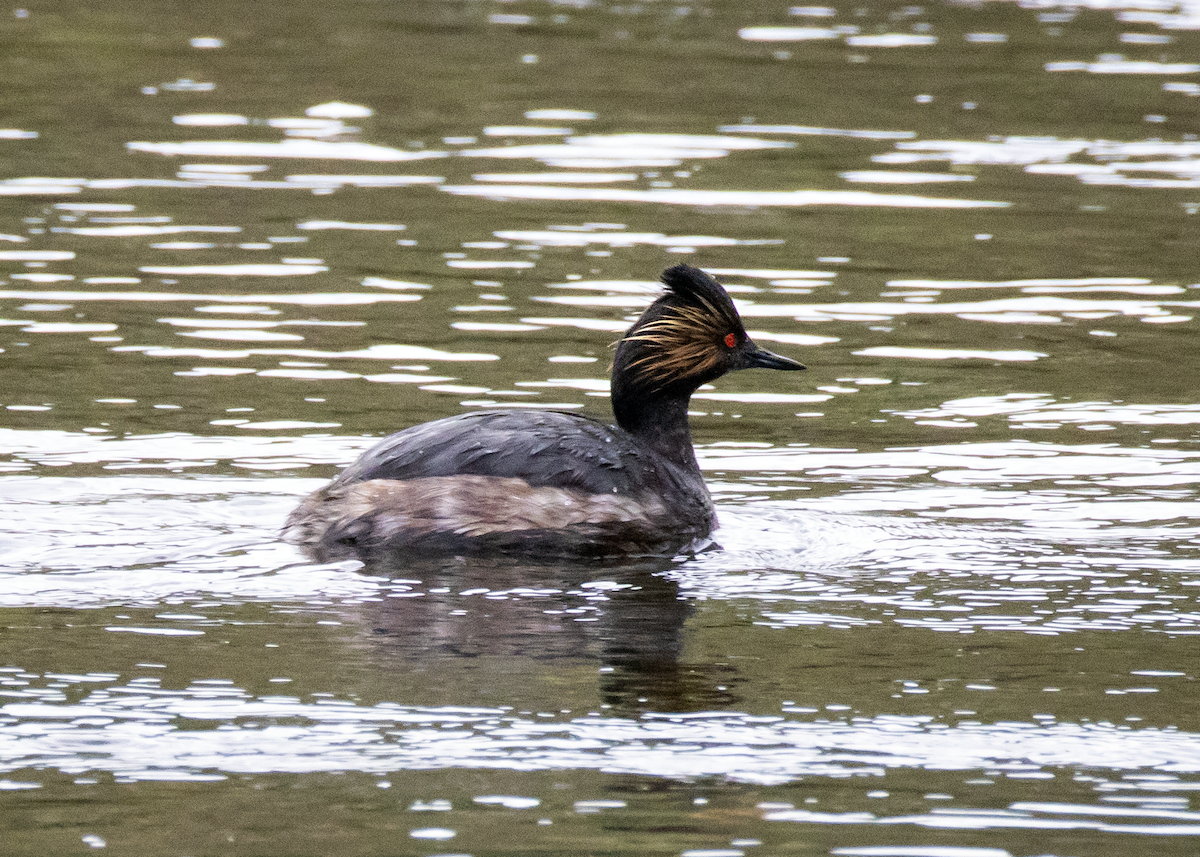 Eared Grebe - ML637816022