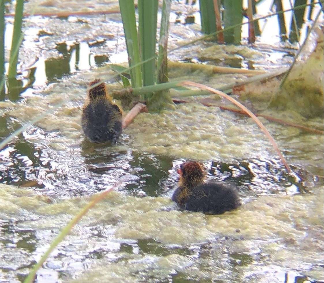 American Coot - ML637816058