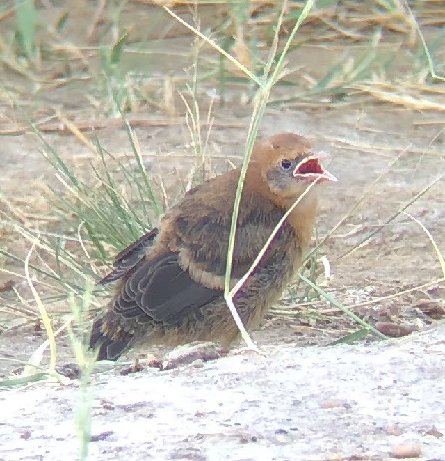 Yellow-headed Blackbird - ML637816092