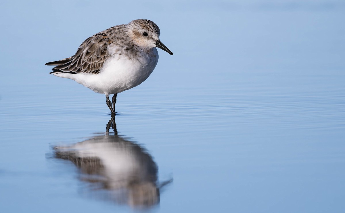 Red-necked Stint - ML637816119