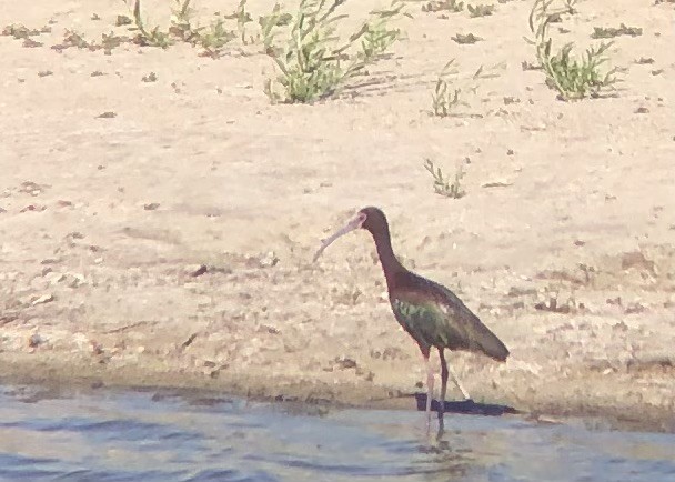 White-faced Ibis - ML637816124