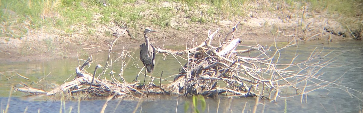 Great Blue Heron - ML637816126