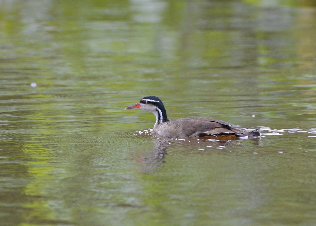Sungrebe - ML637816166