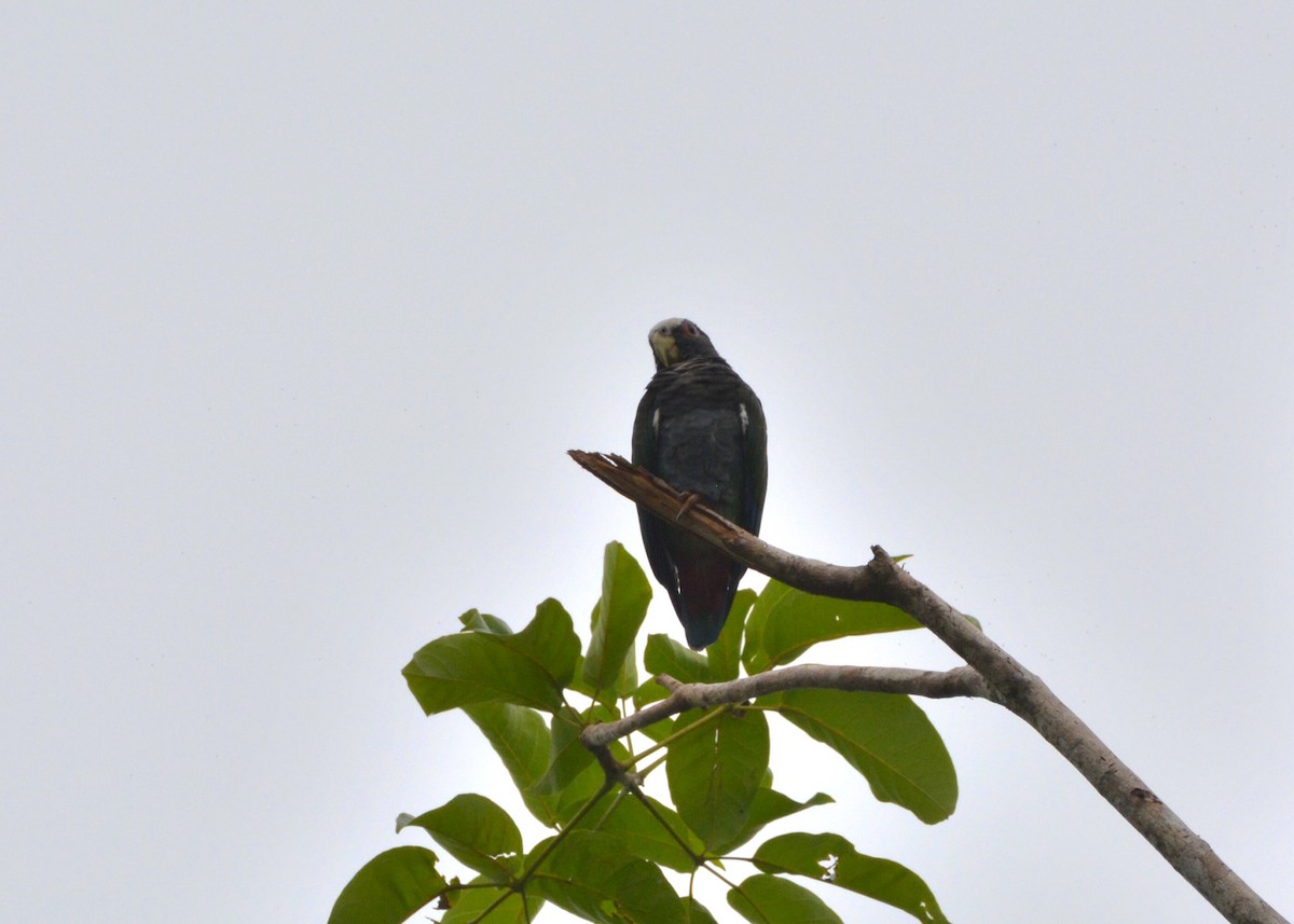 White-crowned Parrot - ML637816203