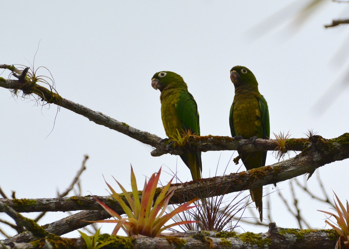 Olive-throated Parakeet - ML637816204
