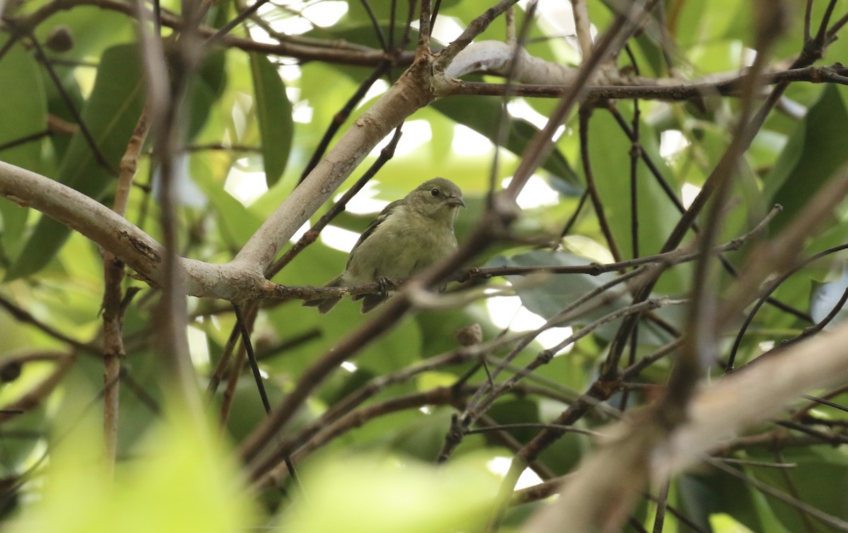 Oahu Amakihi - ML637816208