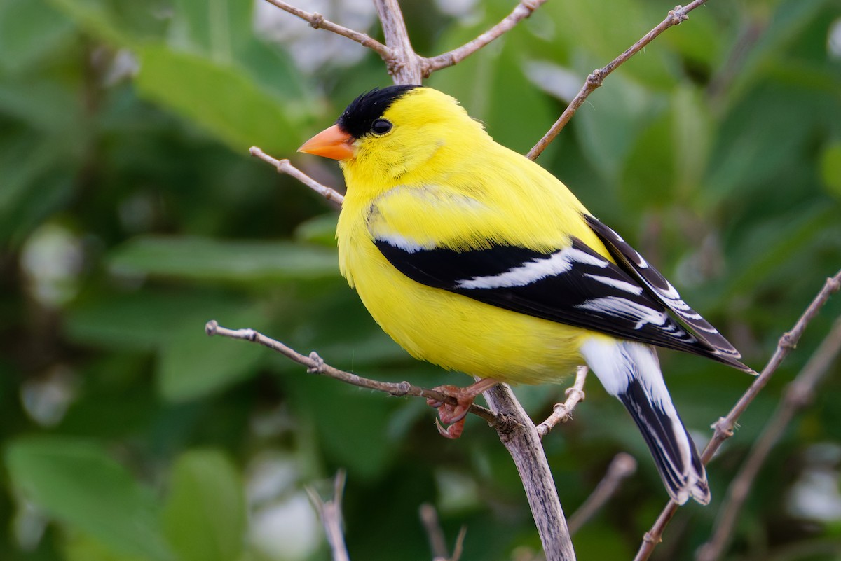 American Goldfinch - ML637816228