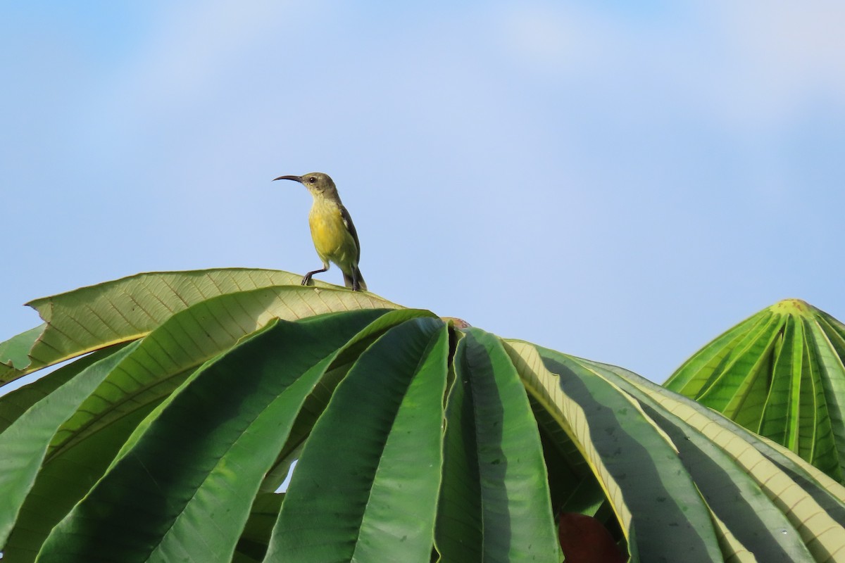 sunbird sp. - ML637816234