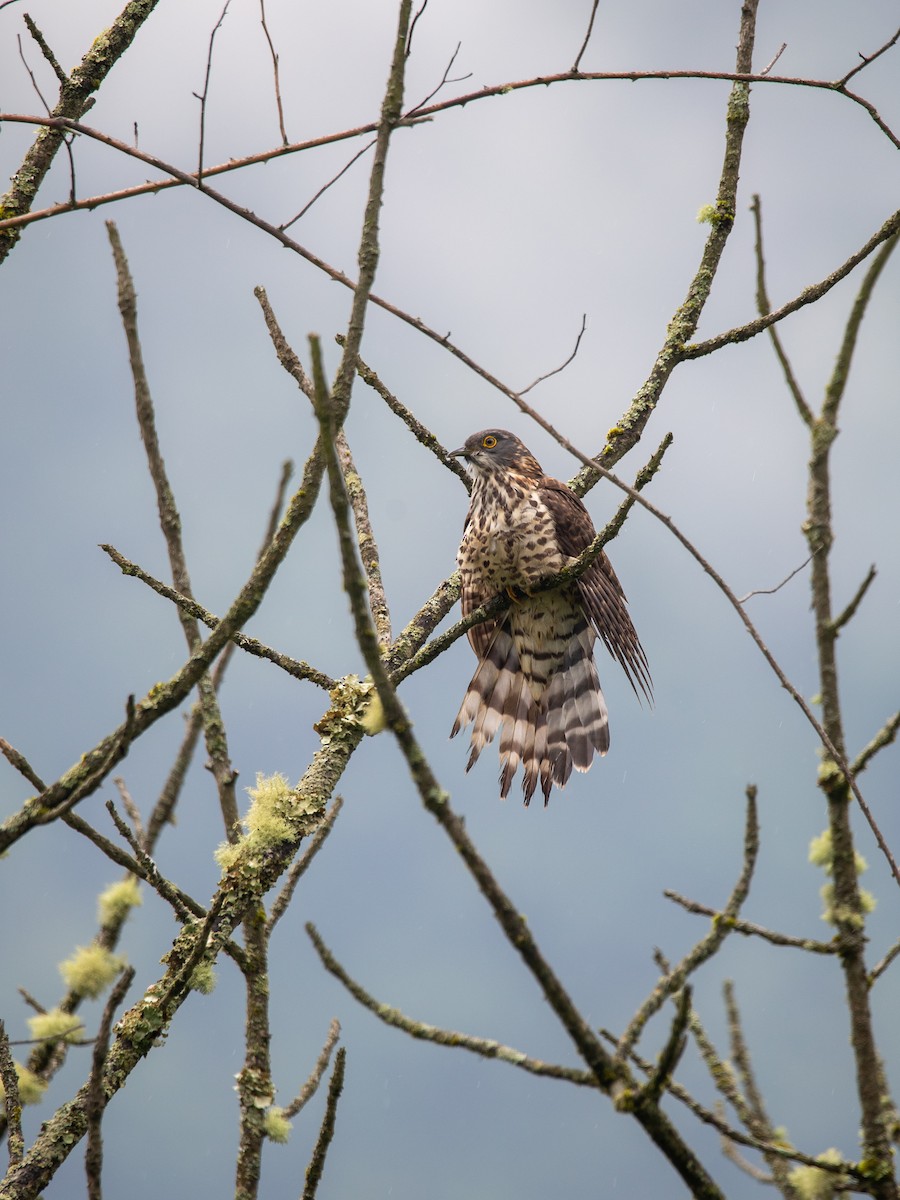 Large Hawk-Cuckoo - ML637816243