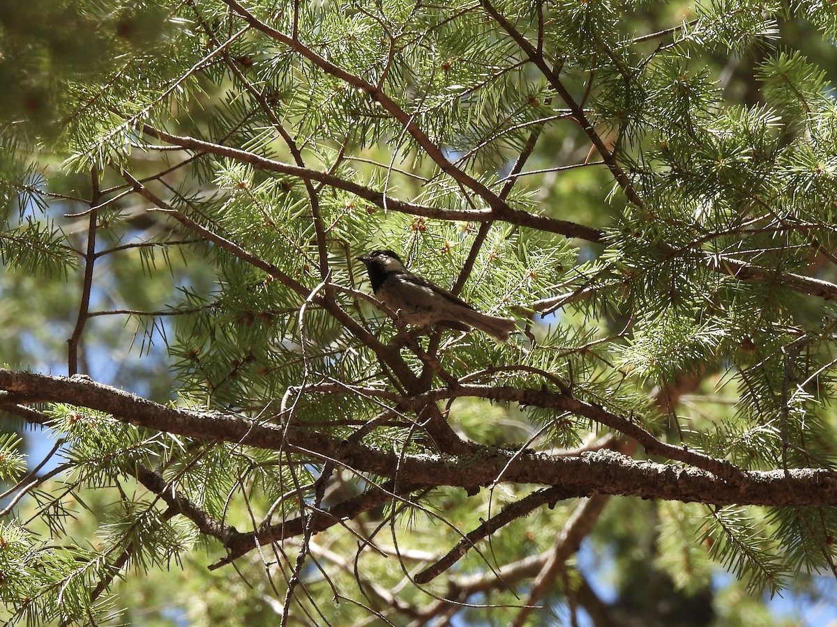 Mexican Chickadee - ML637816291