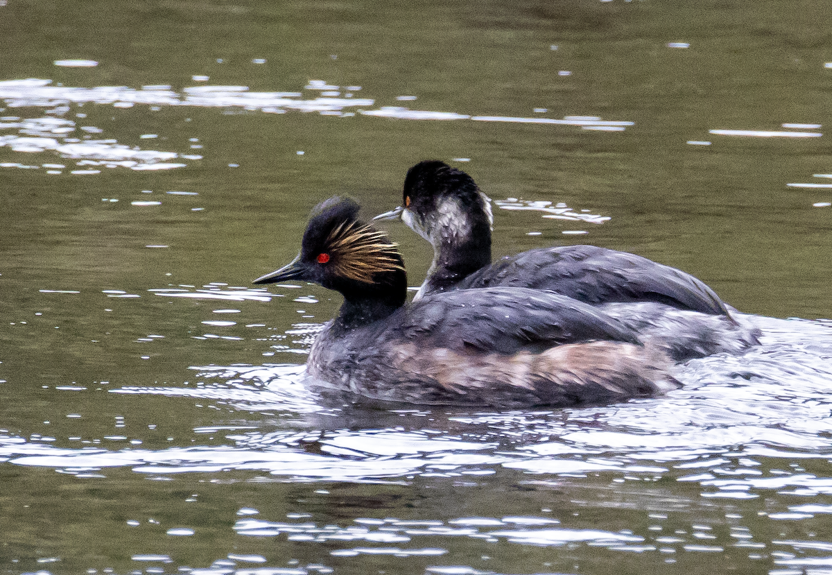 Eared Grebe - ML637816308