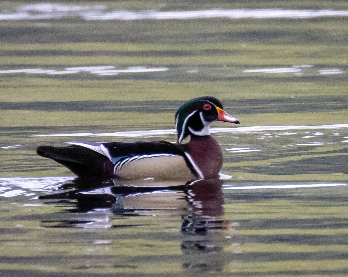 Wood Duck - ML637816312