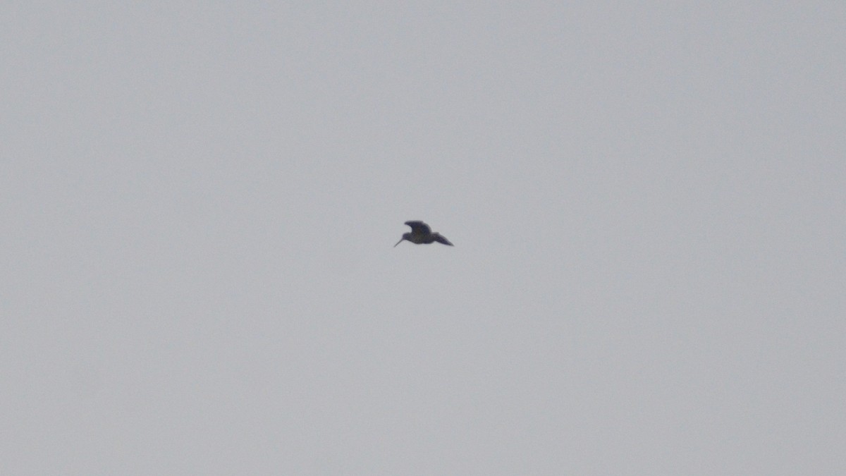 Eurasian Woodcock - ML637816313