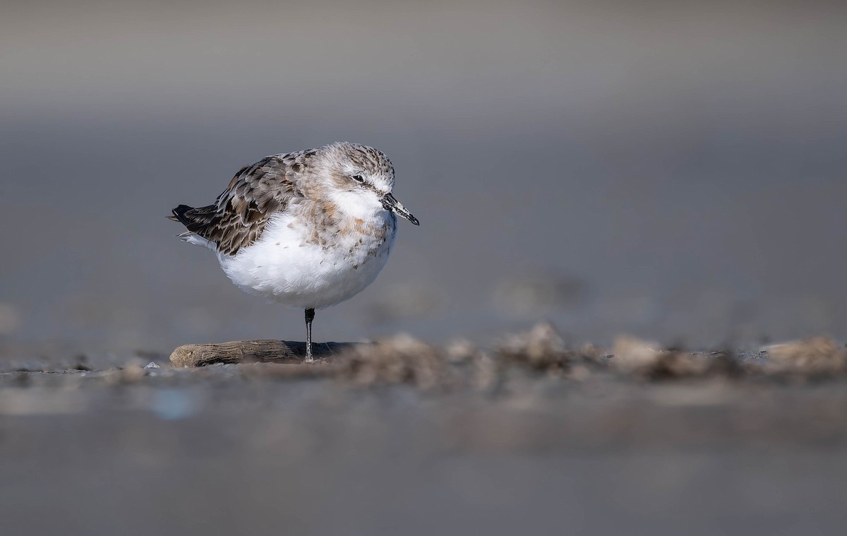 Red-necked Stint - ML637816322