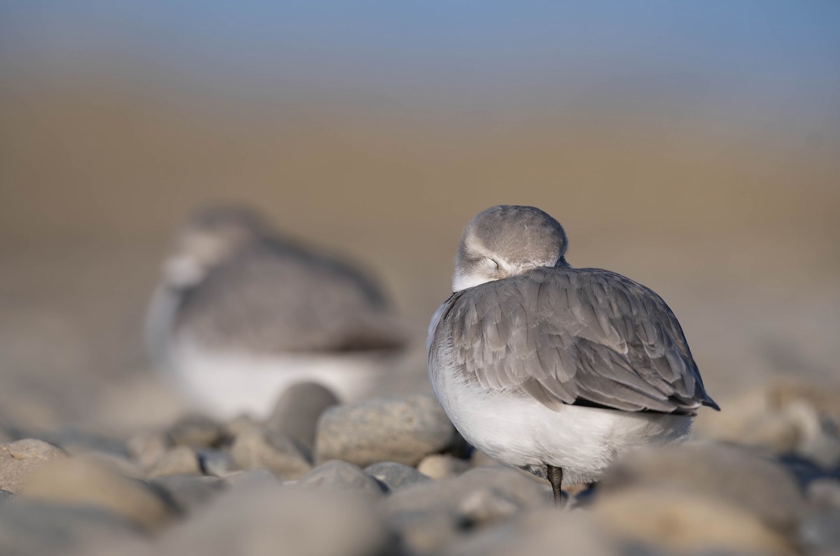 Wrybill - ML637816366