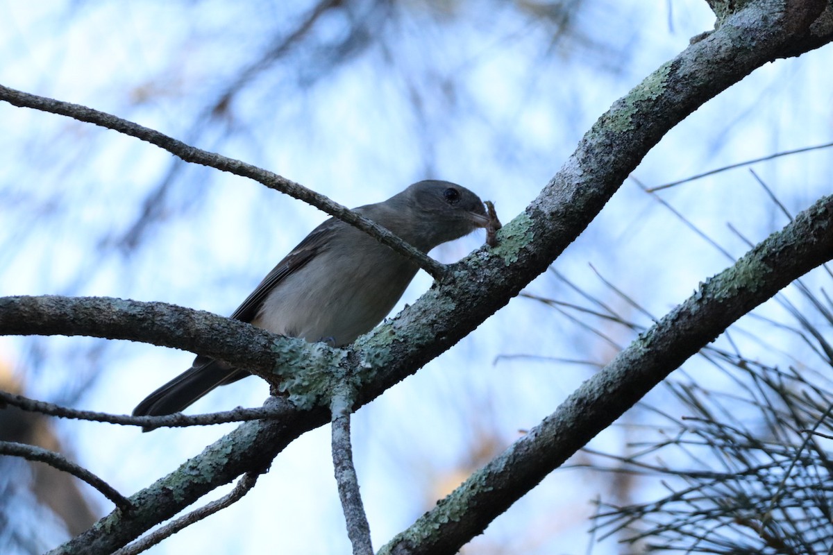 Golden Whistler - ML637816465